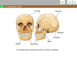 

»

2. Esqueleto óseo

3.2. Relación de los huesos de la cara con maxilar y mandíbula





 