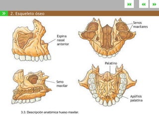 

»

2. Esqueleto óseo

3.3. Descripción anatómica hueso maxilar.





 