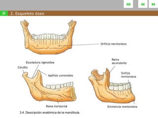 

»

2. Esqueleto óseo

3.4. Descripción anatómica de la mandíbula.





 