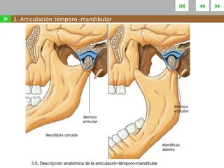 

»

3. Articulación témporo-mandibular

3.5. Descripción anatómica de la articulación témporo-mandibular





 