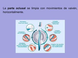 La parte oclusal se limpia con movimientos de vaivén,
horizontalmente.
 