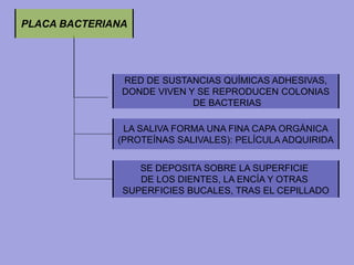 PLACA BACTERIANA
RED DE SUSTANCIAS QUÍMICAS ADHESIVAS,
DONDE VIVEN Y SE REPRODUCEN COLONIAS
DE BACTERIAS
LA SALIVA FORMA UNA FINA CAPA ORGÁNICA
(PROTEÍNAS SALIVALES): PELÍCULA ADQUIRIDA
SE DEPOSITA SOBRE LA SUPERFICIE
DE LOS DIENTES, LA ENCÍA Y OTRAS
SUPERFICIES BUCALES, TRAS EL CEPILLADO
 