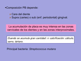 Composición PB depende:
Cara del diente
Supra (caries) o sub (enf. periodontal) gingival.
Cuando se acumula gran cantidad  calcificación: cálculo,
sarro, tártaro.
Principal bacteria: Streptococcus mutans
La acumulación de placa es muy intensa en las zonas
cervicales de los dientes y en las zonas interproximales.
 