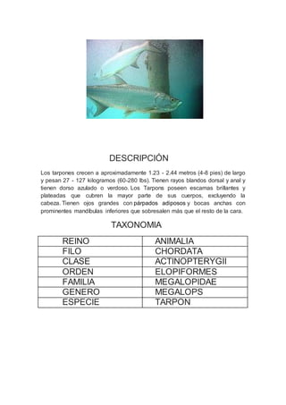DESCRIPCIÓN
Los tarpones crecen a aproximadamente 1.23 - 2.44 metros (4-8 pies) de largo
y pesan 27 - 127 kilogramos (60-280 lbs). Tienen rayos blandos dorsal y anal y
tienen dorso azulado o verdoso. Los Tarpons poseen escamas brillantes y
plateadas que cubren la mayor parte de sus cuerpos, excluyendo la
cabeza. Tienen ojos grandes con párpados adiposos y bocas anchas con
prominentes mandíbulas inferiores que sobresalen más que el resto de la cara.
TAXONOMIA
REINO ANIMALIA
FILO CHORDATA
CLASE ACTINOPTERYGII
ORDEN ELOPIFORMES
FAMILIA MEGALOPIDAE
GENERO MEGALOPS
ESPECIE TARPON
 