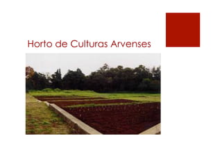 Horto de Culturas Arvenses
 