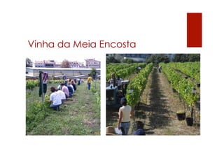 Vinha da Meia Encosta
 
