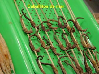 Caballitos de mar 