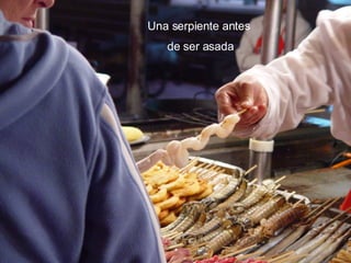 Una serpiente antes  de ser asada 