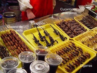 Escorpión negro Gusano de seda Cigarras  Cucarrones mierderos 