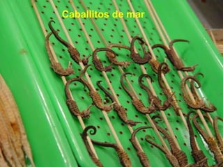 Caballitos de mar 