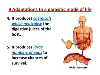 9 Adaptations to a parasitic mode of life
4. It produces chemicals
which neutralise the
digestive juices of the
host.
5. It produces large
numbers of eggs to
increase chances of
survival.
Adult tapeworm

 