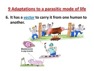 9 Adaptations to a parasitic mode of life
6. It has a vector to carry it from one human to
another.

 