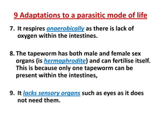 9 Adaptations to a parasitic mode of life
7. It respires anaerobically as there is lack of
oxygen within the intestines.
8. The tapeworm has both male and female sex
organs (is hermaphrodite) and can fertilise itself.
This is because only one tapeworm can be
present within the intestines,
9. It lacks sensory organs such as eyes as it does
not need them.

 