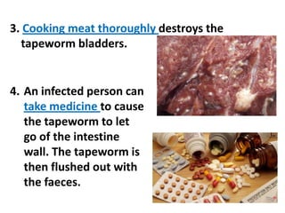 3. Cooking meat thoroughly destroys the
tapeworm bladders.

4. An infected person can
take medicine to cause
the tapeworm to let
go of the intestine
wall. The tapeworm is
then flushed out with
the faeces.

 