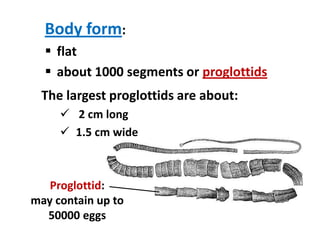 Body form:
 flat
 about 1000 segments or proglottids
The largest proglottids are about:
 2 cm long
 1.5 cm wide

Proglottid:
may contain up to
50000 eggs

 