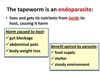 The tapeworm is an endoparasite:
• lives and gets its nutrients from inside its
host, causing it harm
Harm caused to host:
gut blockage
abdominal pain
body weight loss

Benefit gained by parasite:
 food supply
 shelter
 steady environment

 