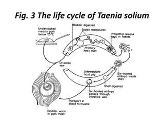 Fig. 3 The life cycle of Taenia solium

 