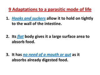 9 Adaptations to a parasitic mode of life
1. Hooks and suckers allow it to hold on tightly
to the wall of the intestine.
2. Its flat body gives it a large surface area to
absorb food.
3. It has no need of a mouth or gut as it
absorbs already digested food.

 