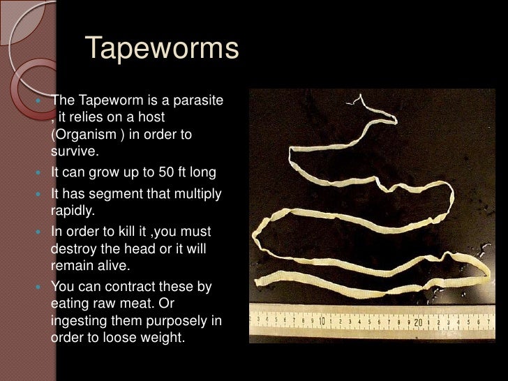 Period 2 Attallah WilsonTapeworm diet.