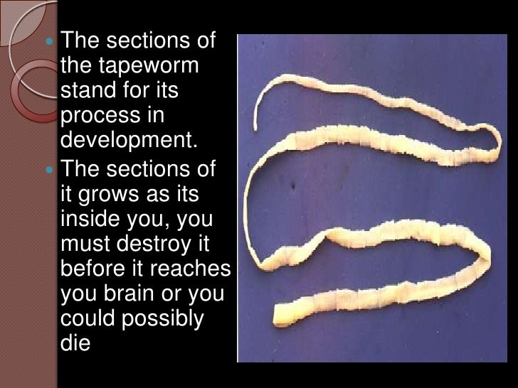 Period 2 Attallah WilsonTapeworm diet.