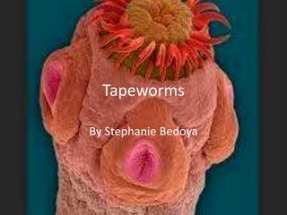 Tapeworms

By Stephanie Bedoya
 