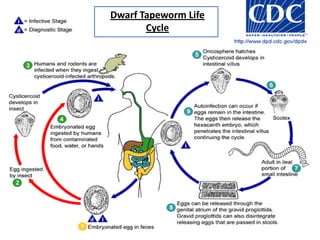Dwarf Tapeworm Life
       Cycle
 