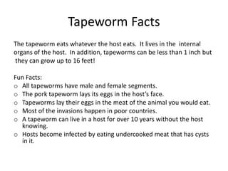 Tapeworm Facts
The tapeworm eats whatever the host eats. It lives in the internal
organs of the host. In addition, tapeworms can be less than 1 inch but
they can grow up to 16 feet!

Fun Facts:
o All tapeworms have male and female segments.
o The pork tapeworm lays its eggs in the host’s face.
o Tapeworms lay their eggs in the meat of the animal you would eat.
o Most of the invasions happen in poor countries.
o A tapeworm can live in a host for over 10 years without the host
  knowing.
o Hosts become infected by eating undercooked meat that has cysts
  in it.
 