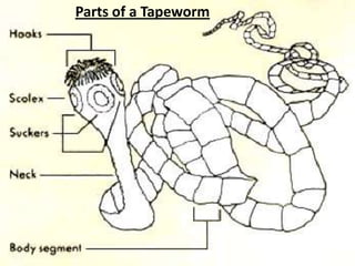 Parts of a Tapeworm
 