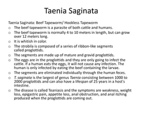 Taenia Saginata
Taenia Saginata: Beef Tapeworm/ Hookless Tapeworm
o The beef tapeworm is a parasite of both cattle and humans.
o The beef tapeworm is normally 4 to 10 meters in length, but can grow
   over 12 meters long.
o It is whitish in color.
o The strobila is composed of a series of ribbon-like segments
   called proglottids.
o The segments are made up of mature and gravid proglottids.
o The eggs are in the proglottids and they are only going to infect the
   cattle. If a human eats the eggs, it will not cause any infection. The
   human is only infected by eating the beef containing the larvae.
o The segments are eliminated individually through the human feces.
o T. saginata is the largest of genus Taenia consisting between 1000 to
   2000 proglottids and can also have a lifespan of 25 years in a host's
   intestine.
o The disease is called Teaniasis and the symptoms are weakness, weight
   loss, epigastric pain, appetite loss, anal obstruction, and anal itching
   produced when the proglottids are coming out.
 
