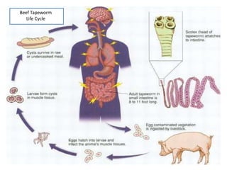 Beef Tapeworm
   Life Cycle
 