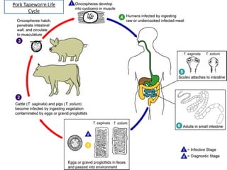 Pork Tapeworm Life
       Cycle
 
