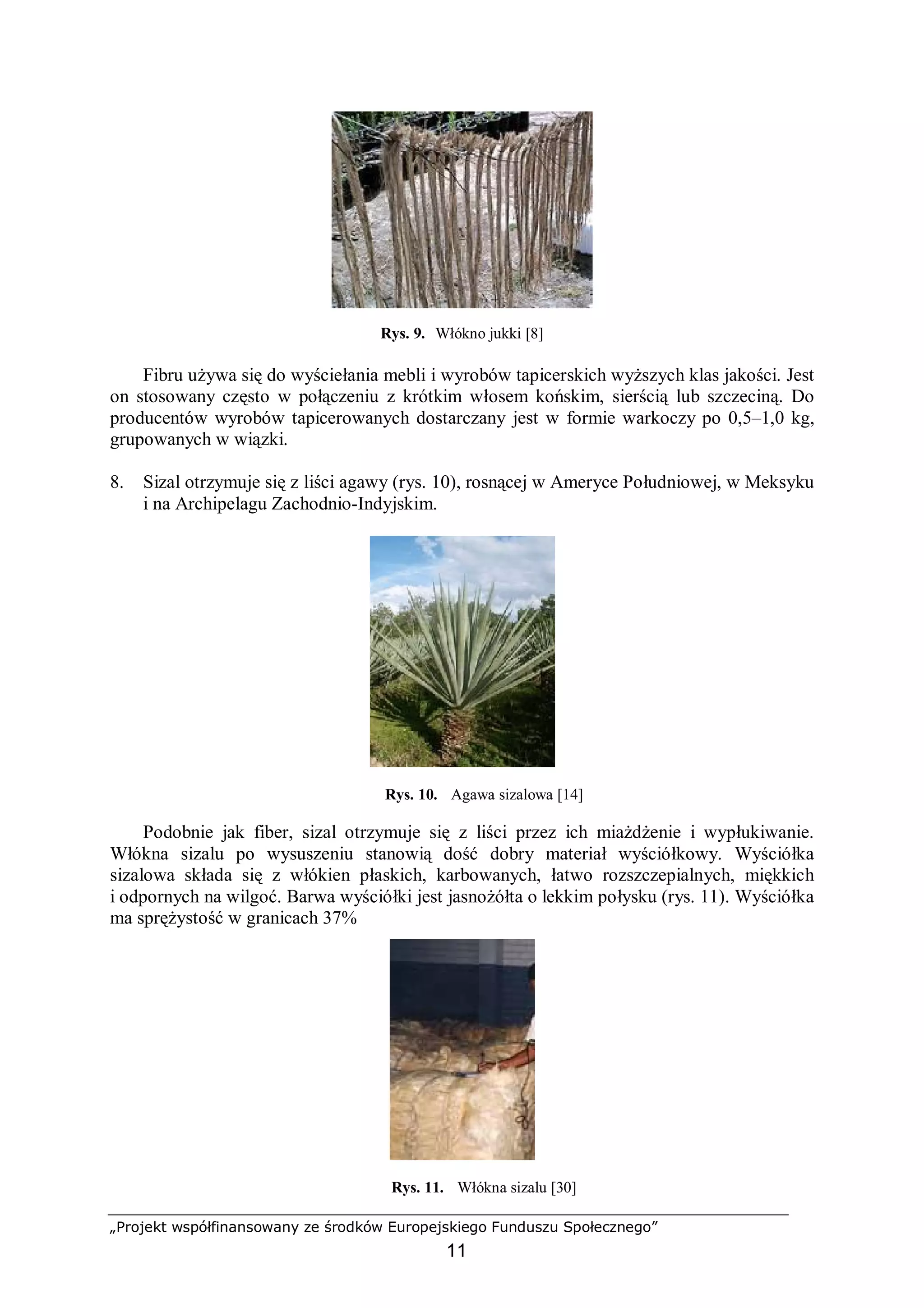 „Projekt współfinansowany ze środków Europejskiego Funduszu Społecznego”
11
Rys. 9. Włókno jukki [8]
Fibru używa się do wyściełania mebli i wyrobów tapicerskich wyższych klas jakości. Jest
on stosowany często w połączeniu z krótkim włosem końskim, sierścią lub szczeciną. Do
producentów wyrobów tapicerowanych dostarczany jest w formie warkoczy po 0,5–1,0 kg,
grupowanych w wiązki.
8. Sizal otrzymuje się z liści agawy (rys. 10), rosnącej w Ameryce Południowej, w Meksyku
i na Archipelagu Zachodnio-Indyjskim.
Rys. 10. Agawa sizalowa [14]
Podobnie jak fiber, sizal otrzymuje się z liści przez ich miażdżenie i wypłukiwanie.
Włókna sizalu po wysuszeniu stanowią dość dobry materiał wyściółkowy. Wyściółka
sizalowa składa się z włókien płaskich, karbowanych, łatwo rozszczepialnych, miękkich
i odpornych na wilgoć. Barwa wyściółki jest jasnożółta o lekkim połysku (rys. 11). Wyściółka
ma sprężystość w granicach 37%
Rys. 11. Włókna sizalu [30]
 