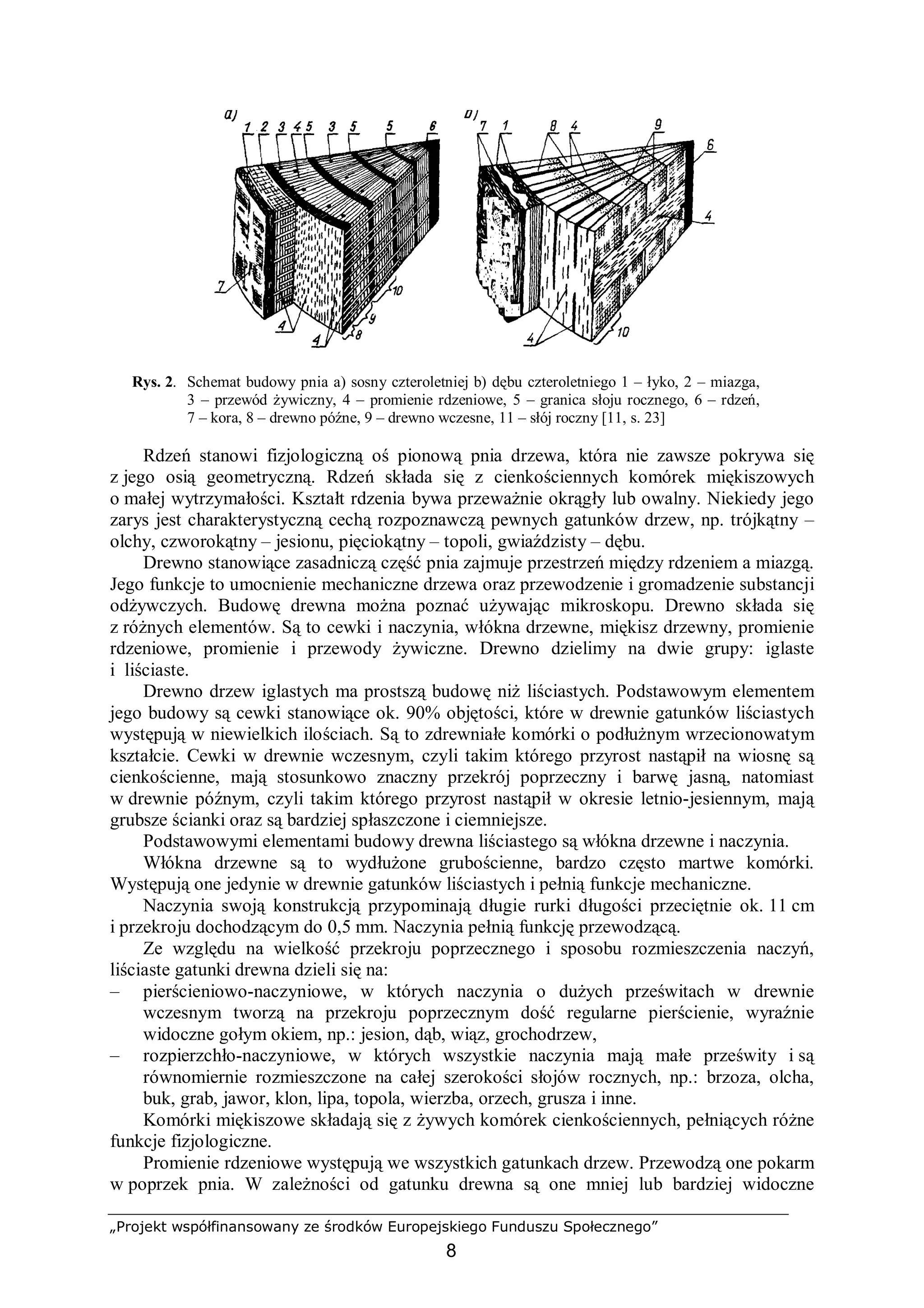 „Projekt współfinansowany ze środków Europejskiego Funduszu Społecznego”
8
Rys. 2. Schemat budowy pnia a) sosny czteroletniej b) dębu czteroletniego 1 – łyko, 2 – miazga,
3 – przewód żywiczny, 4 – promienie rdzeniowe, 5 – granica słoju rocznego, 6 – rdzeń,
7 – kora, 8 – drewno późne, 9 – drewno wczesne, 11 – słój roczny [11, s. 23]
Rdzeń stanowi fizjologiczną oś pionową pnia drzewa, która nie zawsze pokrywa się
z jego osią geometryczną. Rdzeń składa się z cienkościennych komórek miękiszowych
o małej wytrzymałości. Kształt rdzenia bywa przeważnie okrągły lub owalny. Niekiedy jego
zarys jest charakterystyczną cechą rozpoznawczą pewnych gatunków drzew, np. trójkątny –
olchy, czworokątny – jesionu, pięciokątny – topoli, gwiaździsty – dębu.
Drewno stanowiące zasadniczą część pnia zajmuje przestrzeń między rdzeniem a miazgą.
Jego funkcje to umocnienie mechaniczne drzewa oraz przewodzenie i gromadzenie substancji
odżywczych. Budowę drewna można poznać używając mikroskopu. Drewno składa się
z różnych elementów. Są to cewki i naczynia, włókna drzewne, miękisz drzewny, promienie
rdzeniowe, promienie i przewody żywiczne. Drewno dzielimy na dwie grupy: iglaste
i liściaste.
Drewno drzew iglastych ma prostszą budowę niż liściastych. Podstawowym elementem
jego budowy są cewki stanowiące ok. 90% objętości, które w drewnie gatunków liściastych
występują w niewielkich ilościach. Są to zdrewniałe komórki o podłużnym wrzecionowatym
kształcie. Cewki w drewnie wczesnym, czyli takim którego przyrost nastąpił na wiosnę są
cienkościenne, mają stosunkowo znaczny przekrój poprzeczny i barwę jasną, natomiast
w drewnie późnym, czyli takim którego przyrost nastąpił w okresie letnio-jesiennym, mają
grubsze ścianki oraz są bardziej spłaszczone i ciemniejsze.
Podstawowymi elementami budowy drewna liściastego są włókna drzewne i naczynia.
Włókna drzewne są to wydłużone grubościenne, bardzo często martwe komórki.
Występują one jedynie w drewnie gatunków liściastych i pełnią funkcje mechaniczne.
Naczynia swoją konstrukcją przypominają długie rurki długości przeciętnie ok. 11 cm
i przekroju dochodzącym do 0,5 mm. Naczynia pełnią funkcję przewodzącą.
Ze względu na wielkość przekroju poprzecznego i sposobu rozmieszczenia naczyń,
liściaste gatunki drewna dzieli się na:
– pierścieniowo-naczyniowe, w których naczynia o dużych prześwitach w drewnie
wczesnym tworzą na przekroju poprzecznym dość regularne pierścienie, wyraźnie
widoczne gołym okiem, np.: jesion, dąb, wiąz, grochodrzew,
– rozpierzchło-naczyniowe, w których wszystkie naczynia mają małe prześwity i są
równomiernie rozmieszczone na całej szerokości słojów rocznych, np.: brzoza, olcha,
buk, grab, jawor, klon, lipa, topola, wierzba, orzech, grusza i inne.
Komórki miękiszowe składają się z żywych komórek cienkościennych, pełniących różne
funkcje fizjologiczne.
Promienie rdzeniowe występują we wszystkich gatunkach drzew. Przewodzą one pokarm
w poprzek pnia. W zależności od gatunku drewna są one mniej lub bardziej widoczne
 