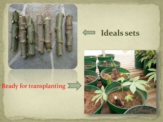 Ideals sets
Ready for transplanting
 