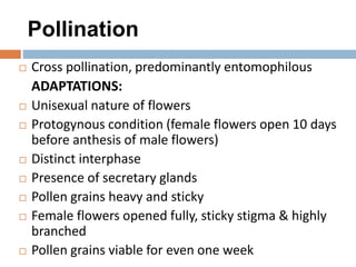 Pollination
 Cross pollination, predominantly entomophilous
ADAPTATIONS:
 Unisexual nature of flowers
 Protogynous condition (female flowers open 10 days
before anthesis of male flowers)
 Distinct interphase
 Presence of secretary glands
 Pollen grains heavy and sticky
 Female flowers opened fully, sticky stigma & highly
branched
 Pollen grains viable for even one week
 