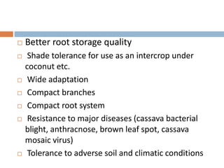  Better root storage quality
 Shade tolerance for use as an intercrop under
coconut etc.
 Wide adaptation
 Compact branches
 Compact root system
 Resistance to major diseases (cassava bacterial
blight, anthracnose, brown leaf spot, cassava
mosaic virus)
 Tolerance to adverse soil and climatic conditions
 