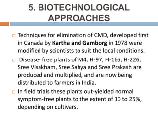 5. BIOTECHNOLOGICAL
APPROACHES
 Techniques for elimination of CMD, developed first
in Canada by Kartha and Gamborg in 1978 were
modified by scientists to suit the local conditions.
 Disease- free plants of M4, H-97, H-165, H-226,
Sree Visakham, Sree Sahya and Sree Prakash are
produced and multiplied, and are now being
distributed to farmers in India.
 In field trials these plants out-yielded normal
symptom-free plants to the extent of 10 to 25%,
depending on cultivars.
 