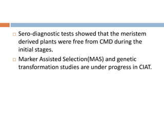  Sero-diagnostic tests showed that the meristem
derived plants were free from CMD during the
initial stages.
 Marker Assisted Selection(MAS) and genetic
transformation studies are under progress in CIAT.
 