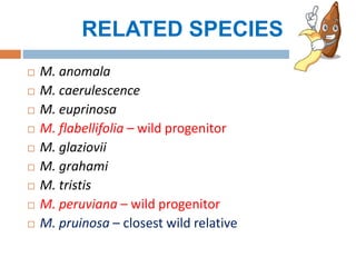 RELATED SPECIES
 M. anomala
 M. caerulescence
 M. euprinosa
 M. flabellifolia – wild progenitor
 M. glaziovii
 M. grahami
 M. tristis
 M. peruviana – wild progenitor
 M. pruinosa – closest wild relative
 