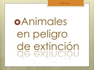 Antonio




Animales
en peligro
de extinción
 
