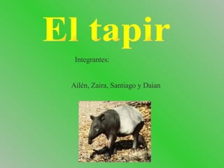 Integrantes: Ailén, Zaira, Santiago y Daian El tapir 