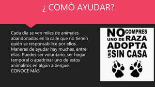 Cada día se ven miles de animales
abandonados en la calle que no tienen
quién se responsabilice por ellos.
Maneras de ayudar hay muchas, entre
ellas: Puedes ser voluntario, ser hogar
temporal o apadrinar uno de estos
animalitos en algún albergue.
CONOCE MÁS
¿ COMÒ AYUDAR?