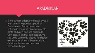 APADRINAR
Si no puedes adoptar y deseas ayudar
a un animal lo puedes apadrinar.
Consiste en ofrecer un aporte
voluntario mensual para su sustento
hasta el día en que sea adoptado.
Con esto, el animal que escojas, ya
sea de la calle o de alguna fundación
existente tendrá una buena calidad
de vida mientras encuentra un
verdadero hogar.