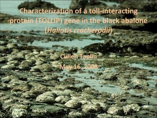 Characterization of a toll-interacting protein (TOLLIP) gene in the black abalone ( Haliotis cracherodii ) Cullen Taplin May 16, 2008 