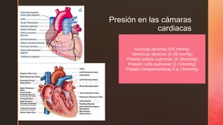 z
Presión en las cámaras
cardiacas
Aurícula derecha (0-6 mmHg)
Ventrículo derecho (4-28 mmHg)
Presión arteria pulmonar (9-16mmHg)
Presión cuña pulmonar (2-12mmHg)
Presión intrapericardica(-5 a +5mmHg)
 