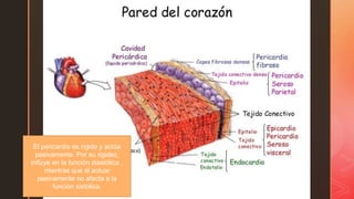 z
El pericardio es rígido y actúa
pasivamente. Por su rigidez,
influye en la función diastólica ,
mientras que al actuar
pasivamente no afecta a la
función sistólica.
 