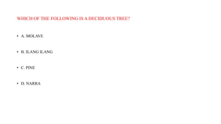 WHICH OF THE FOLLOWING IS A DECIDUOUS TREE?
• A. MOLAVE
• B. ILANG ILANG
• C. PINE
• D. NARRA
 