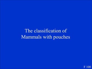 The classification of Mammals with pouches F 100 