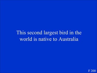 This second largest bird in the world is native to Australia F 200 