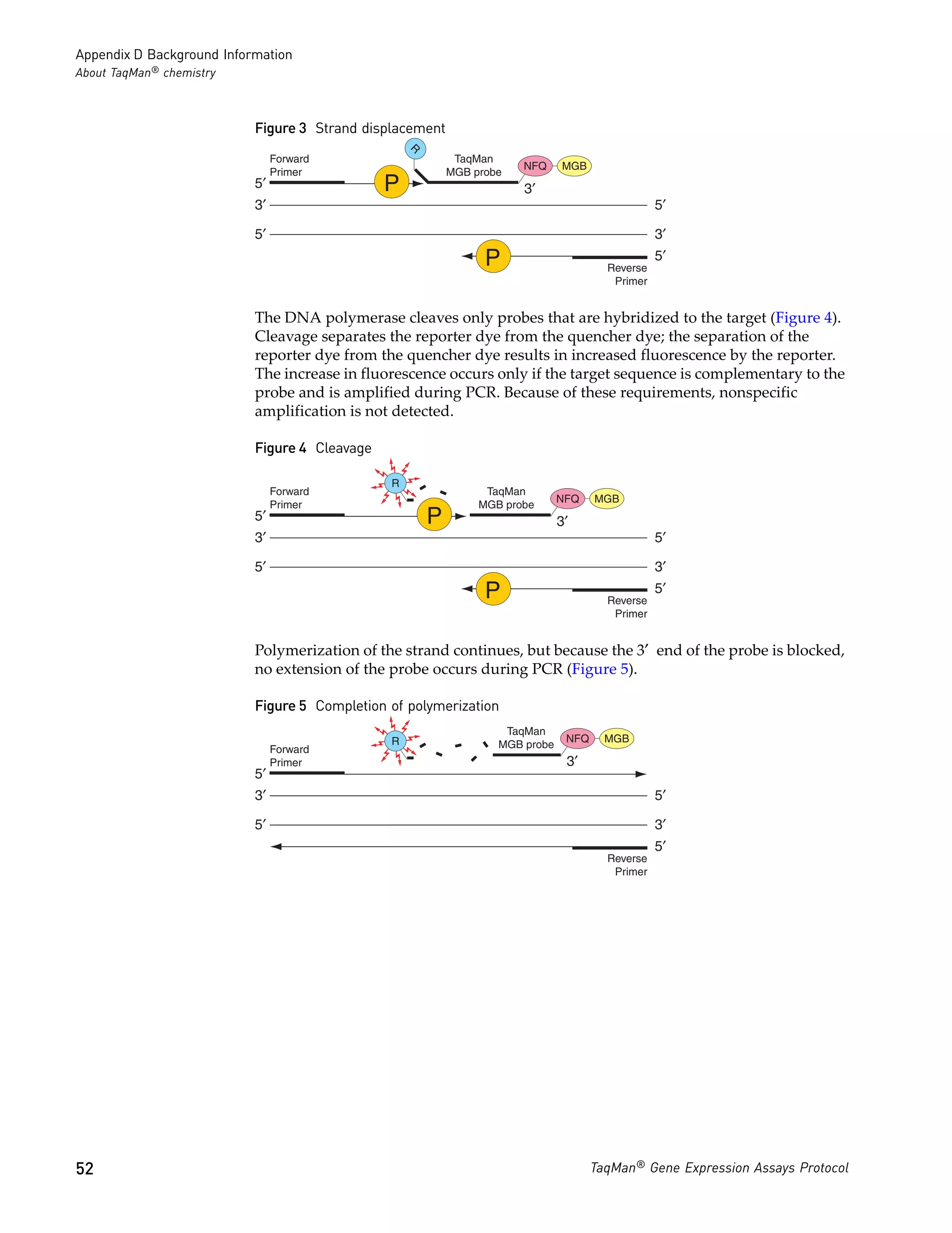 Appendix D Background Information
About TaqMan® chemistry



                           Figure 3 Strand displacement




                                                   R
                                Forward                     TaqMan
                                                                       NFQ     MGB
                                Primer                     MGB probe
                           5′                  P                       3′
                           3′                                                                     5′

                           5′                                                                     3′
                                                                 P                      Reverse
                                                                                                  5′
                                                                                         Primer


                           The DNA polymerase cleaves only probes that are hybridized to the target (Figure 4).
                           Cleavage separates the reporter dye from the quencher dye; the separation of the
                           reporter dye from the quencher dye results in increased fluorescence by the reporter.
                           The increase in fluorescence occurs only if the target sequence is complementary to the
                           probe and is amplified during PCR. Because of these requirements, nonspecific
                           amplification is not detected.

                           Figure 4 Cleavage

                                               R
                                Forward                          TaqMan
                                                                               NFQ    MGB
                                Primer                          MGB probe
                           5′                          P                       3′
                           3′                                                                     5′

                           5′                                                                     3′
                                                                 P                      Reverse
                                                                                                  5′
                                                                                         Primer


                           Polymerization of the strand continues, but because the 3′ end of the probe is blocked,
                           no extension of the probe occurs during PCR (Figure 5).

                           Figure 5 Completion of polymerization
                                                                    TaqMan
                                               R                                NFQ     MGB
                                Forward                            MGB probe
                                Primer                                          3′
                           5′
                           3′                                                                     5′

                           5′                                                                     3′
                                                                                                  5′
                                                                                        Reverse
                                                                                         Primer




52                                                                                    TaqMan® Gene Expression Assays Protocol
 